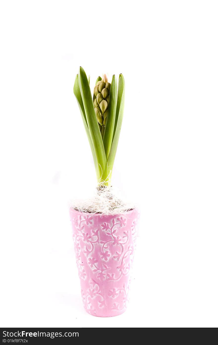 Spring flower pink hyacinth on white background. Spring flower pink hyacinth on white background