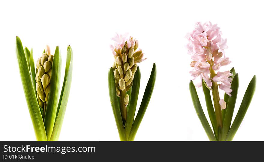 Spring flower pink hyacinth on white background. Spring flower pink hyacinth on white background