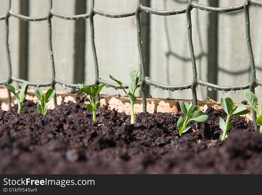 Young Pea Shoots