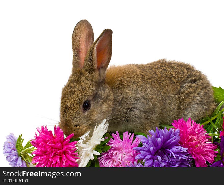 Bunny and aster flowers, isolated on white