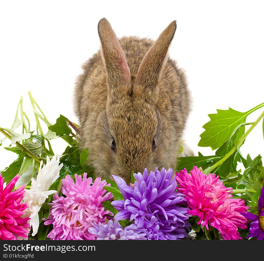 Close-up small bunny and aster flowers