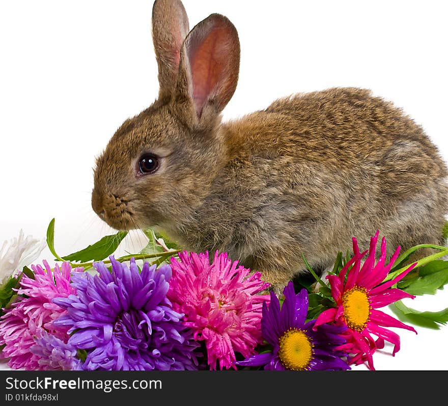 Close-up small bunny and aster flowers, isolated on white. Close-up small bunny and aster flowers, isolated on white