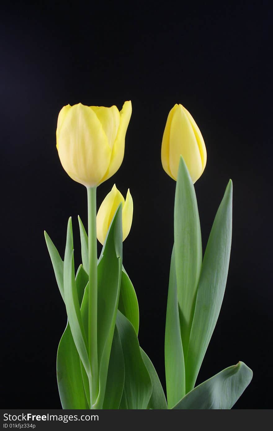 Beautiful yellow tulips on a plain black background. Beautiful yellow tulips on a plain black background