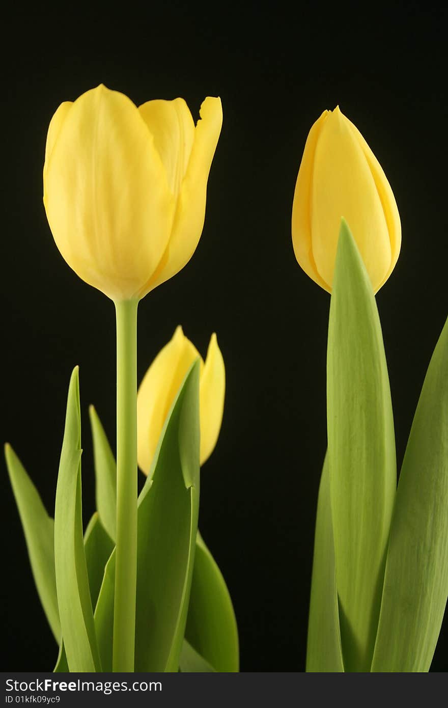 Beautiful yellow tulips on a plain black background. Beautiful yellow tulips on a plain black background