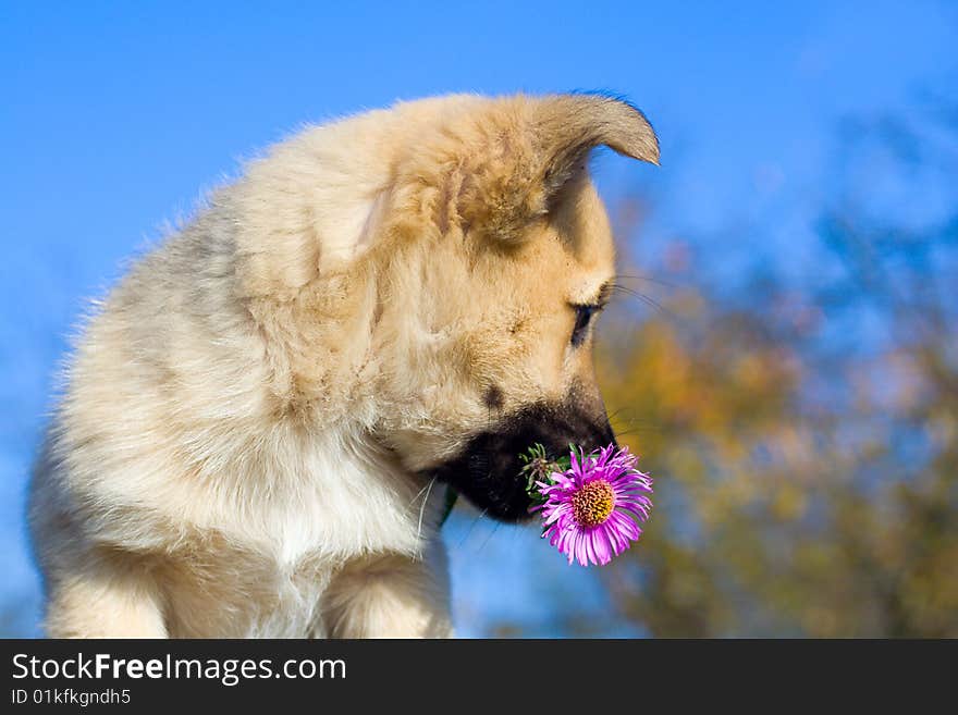 Puppy dog hold flower in mouth on blue sky background