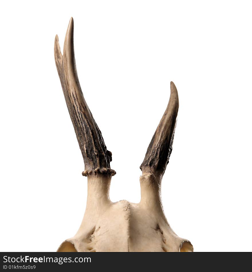 Skeleton head with antlers isolated on white