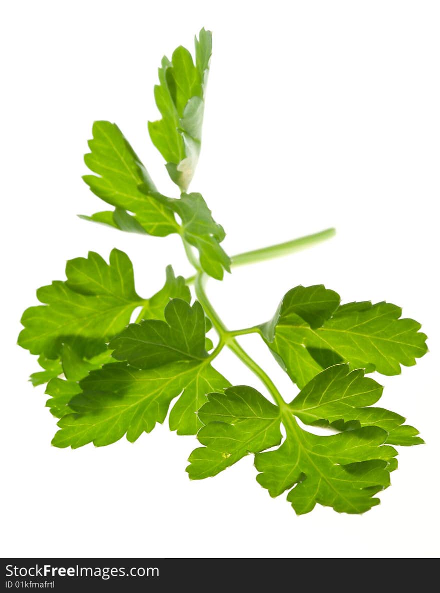 Sprig Of Parsley