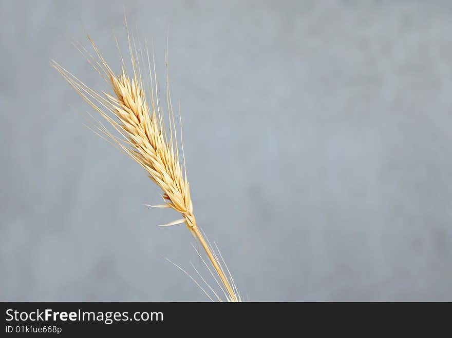 One yellow dry wheat ear isolated over gray background