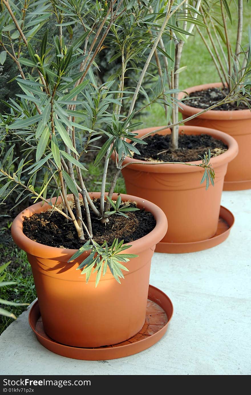 Large brown plant pots in yard, sunny twig