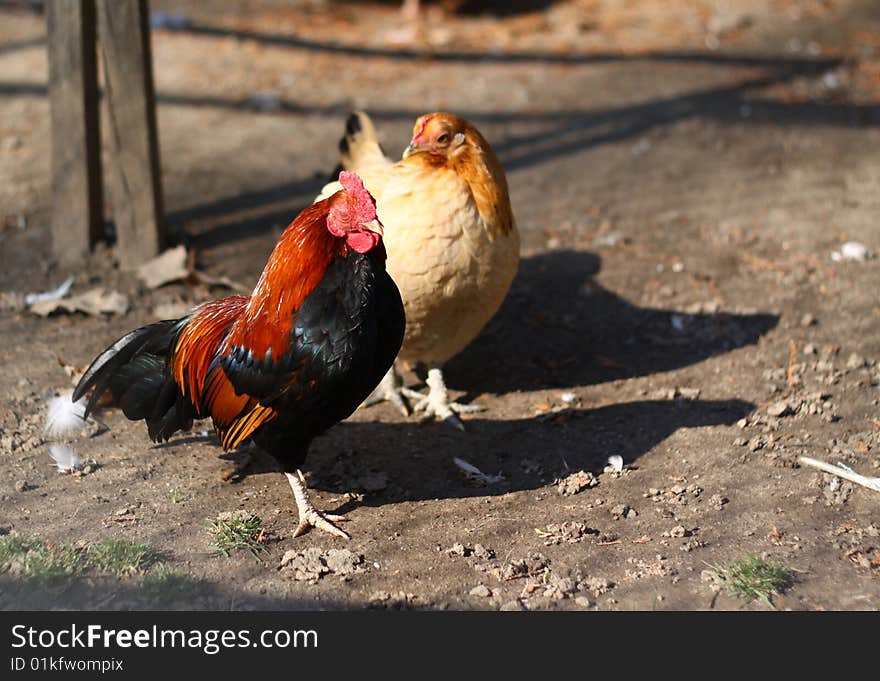 Chicken Farm