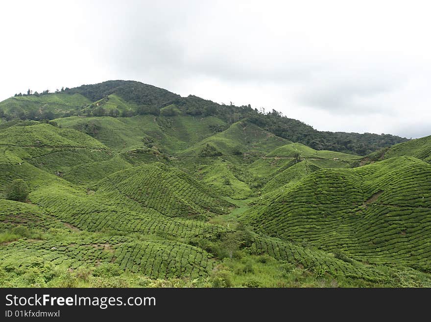 Tea Estate in Cameron Highland