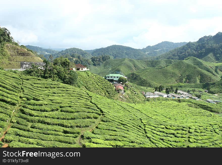 Tea Estate in Cameron Highland