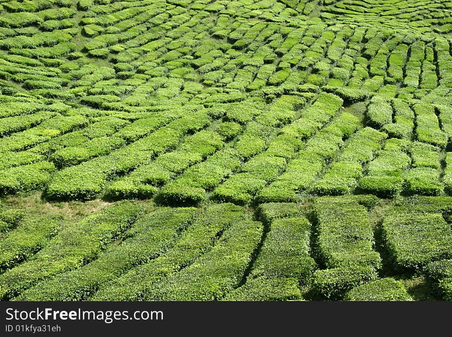 Tea Estate in Cameron Highland