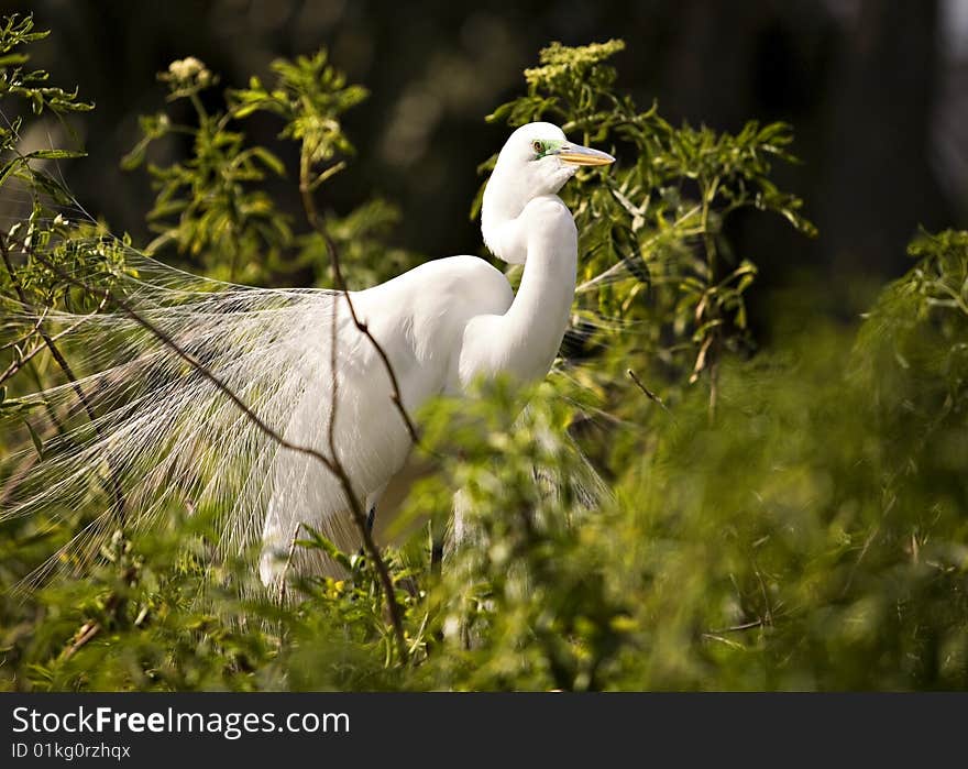 Great White Egret