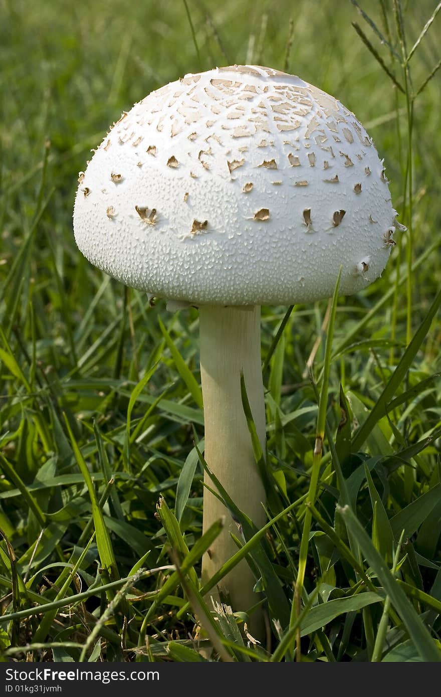 Tall Toadstool