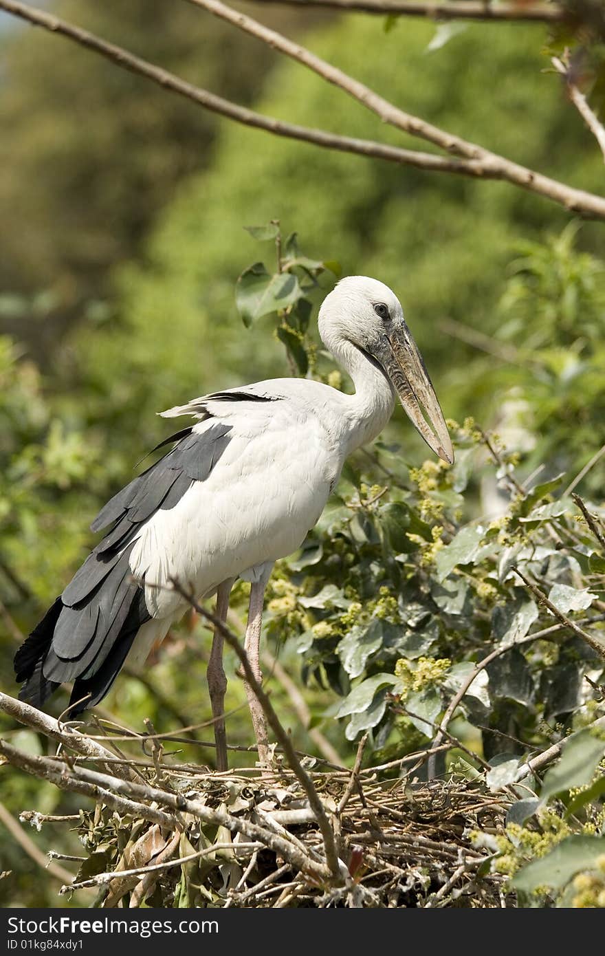 Open bill stork standing in it's nest