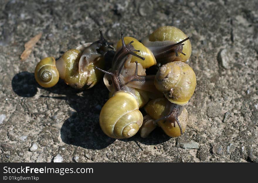 Group of Snails