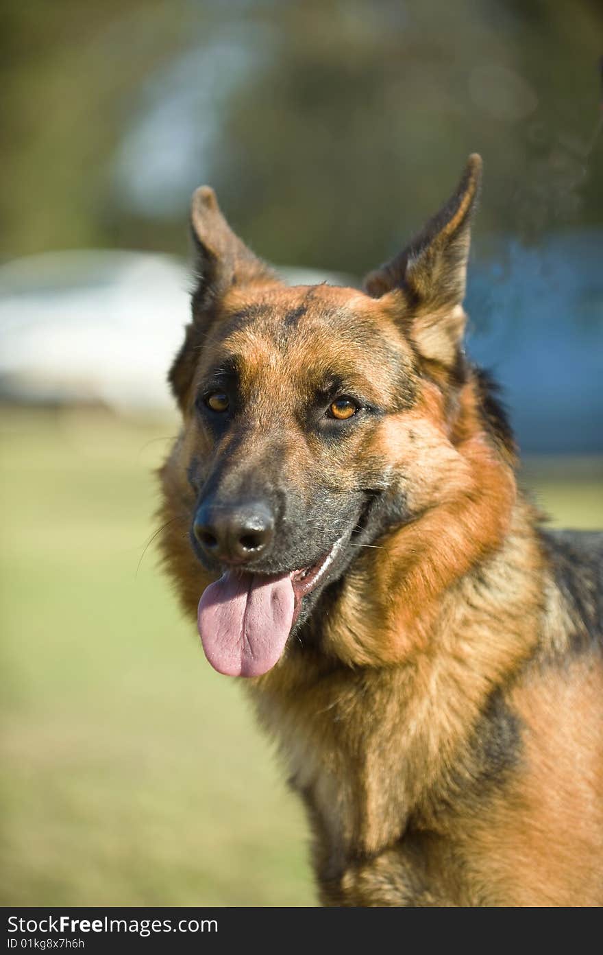 My German Shepherd Max relaxes at home. My German Shepherd Max relaxes at home