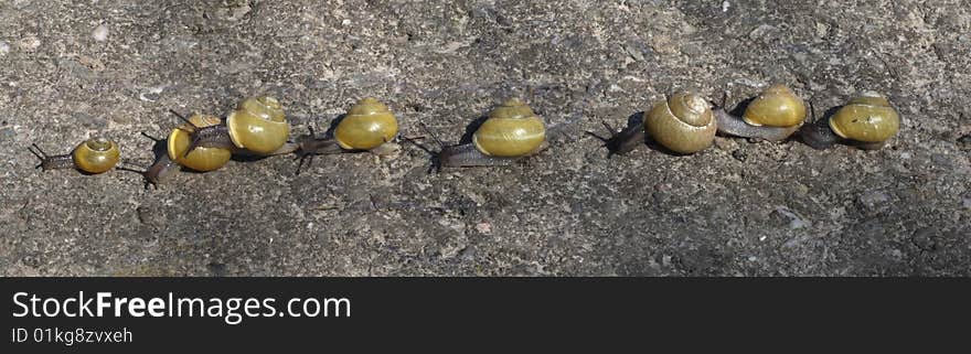 Funny group of small snails with yellow snail shells. Funny group of small snails with yellow snail shells