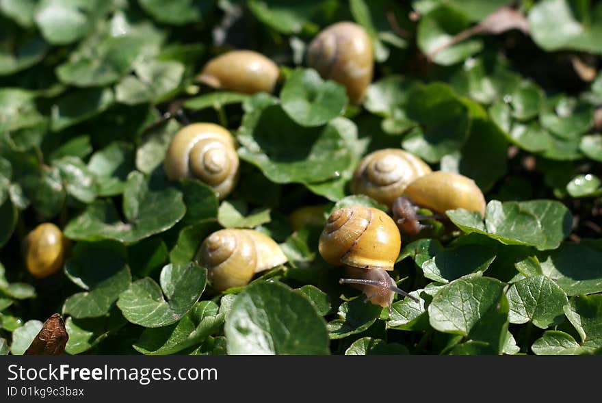 Funny group of small snails with yellow snail shells. Funny group of small snails with yellow snail shells