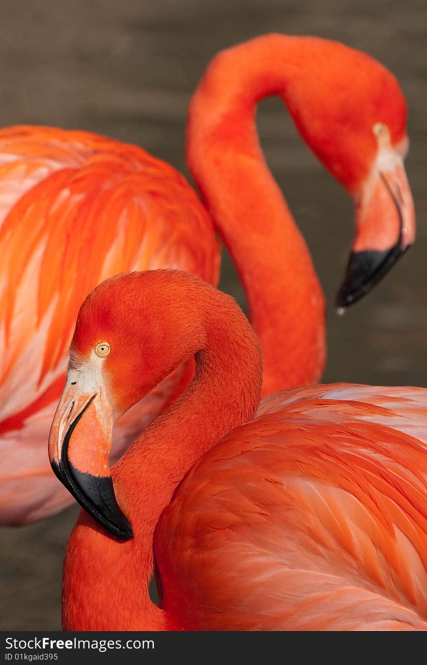 The Cuban Flamingo In Zoo