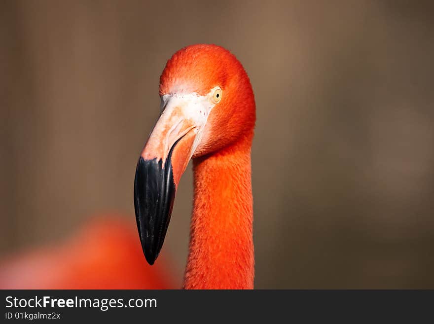 The Cuban Flamingo In Zoo