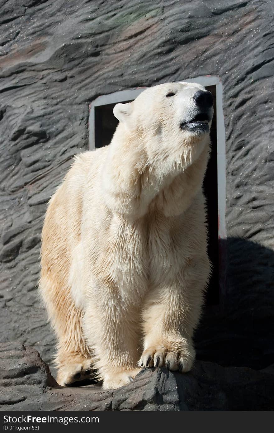 The Old Polar Bear In Zoo