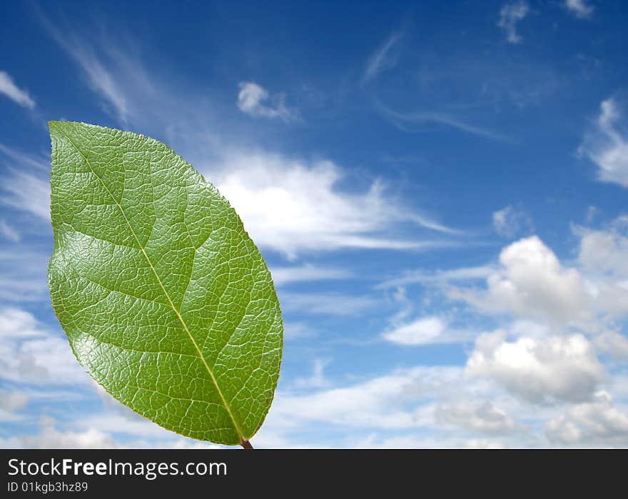 Close-up of single leaf over blue cloudy sky. Close-up of single leaf over blue cloudy sky