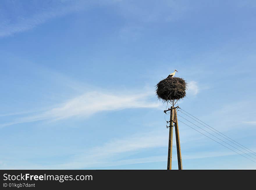 Lonely Stork