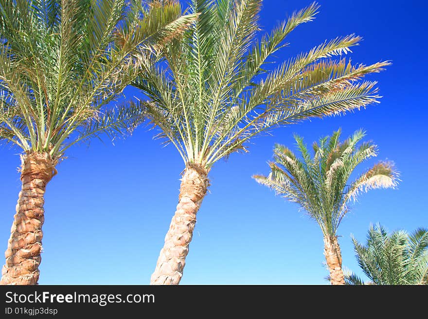 Palms foliage