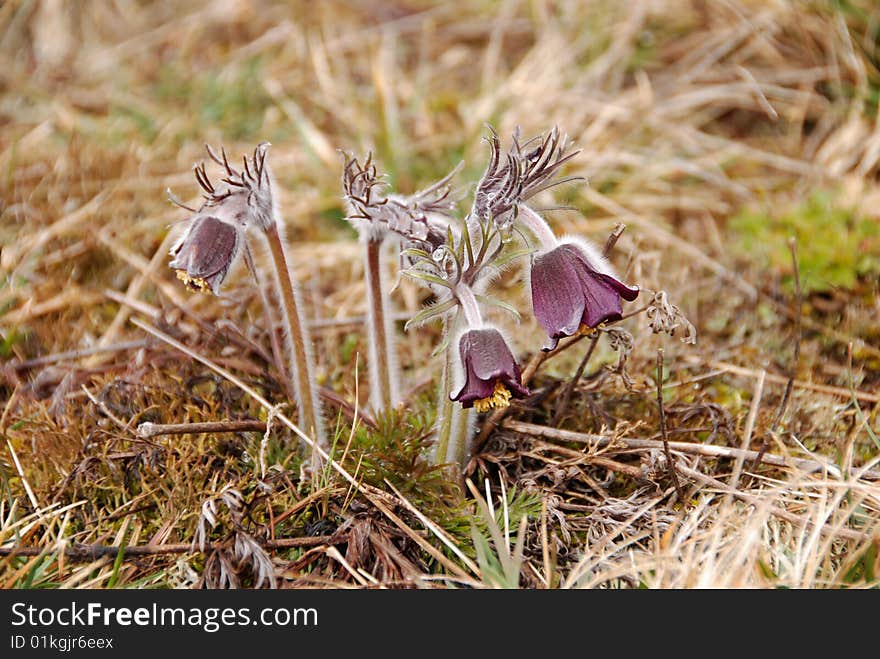 Pasqueflower