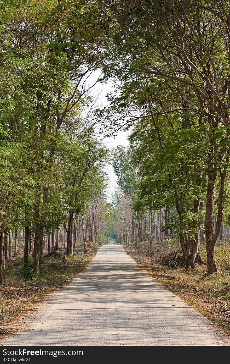 Road in tropical forest, Lampang province, Thailand