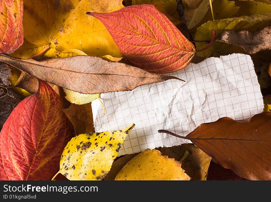 Blank Paper In The Leaves