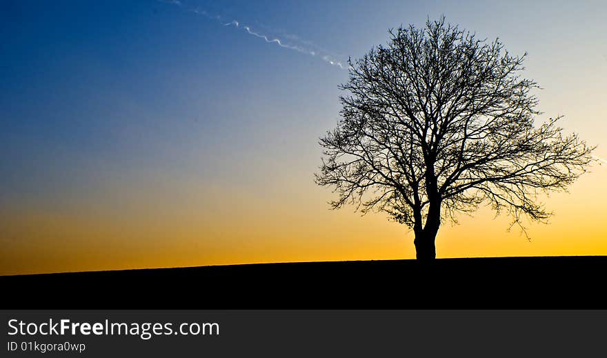 Landscape with lonely tree in the sunset