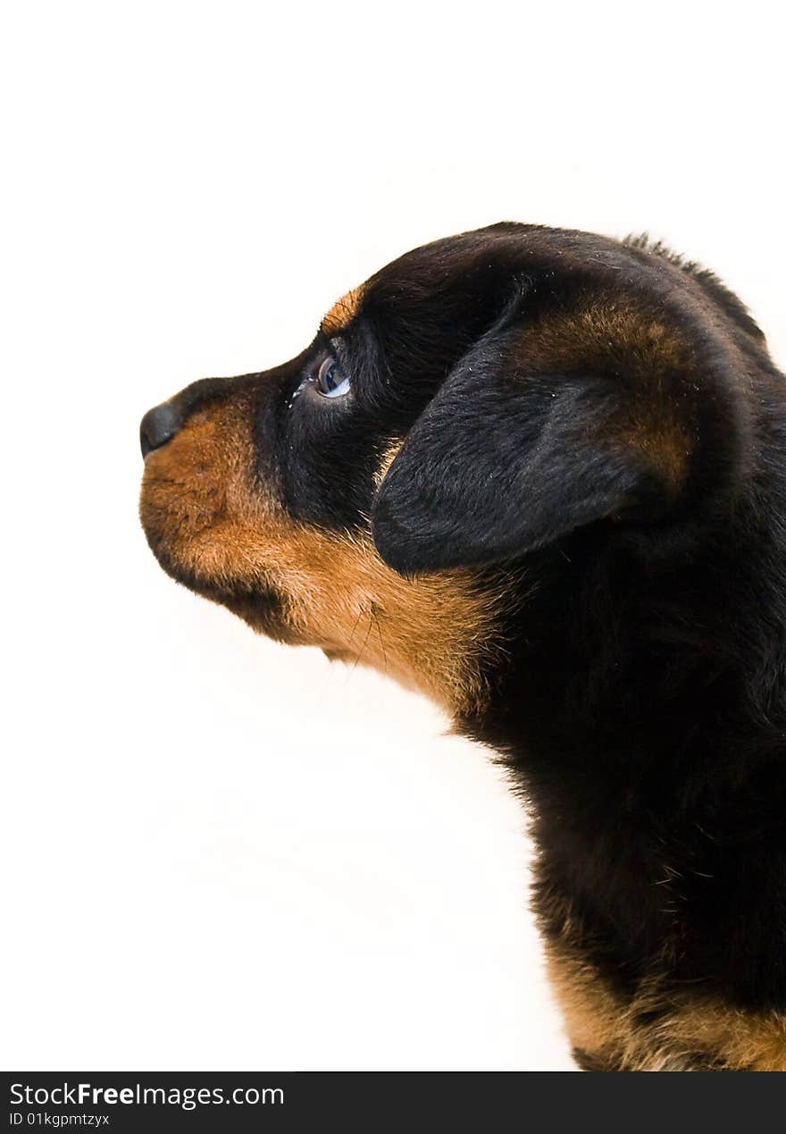 Rottweiler Puppy