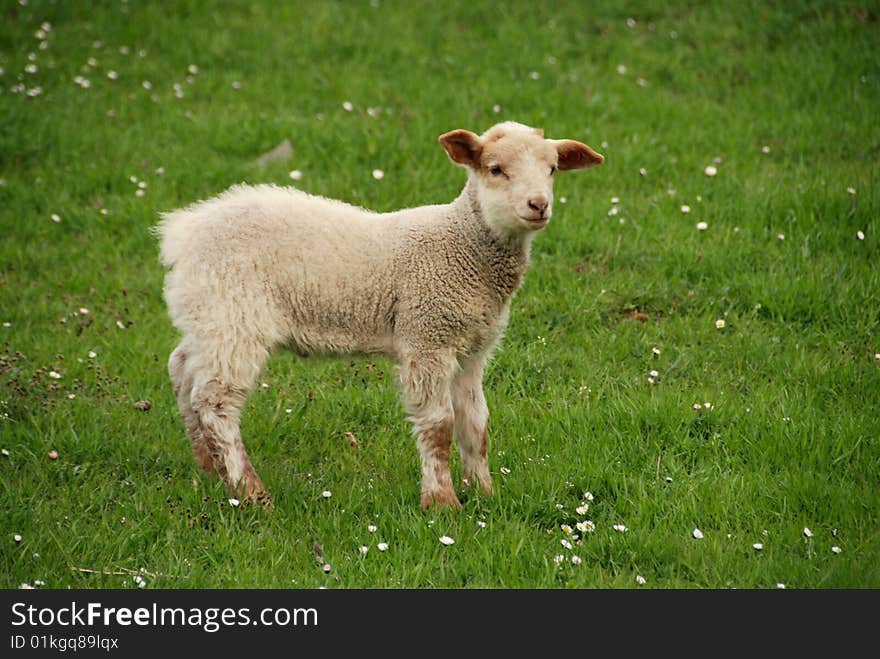 Lamb on the grass