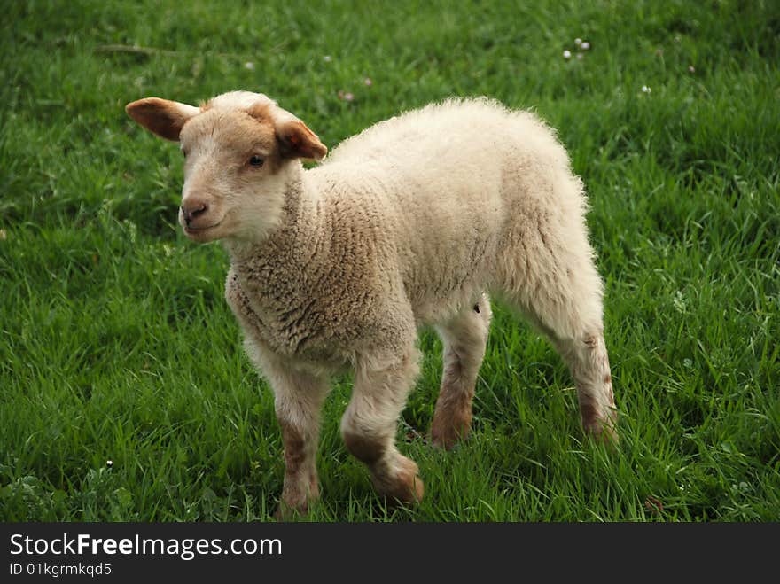 Lamb On The Grass