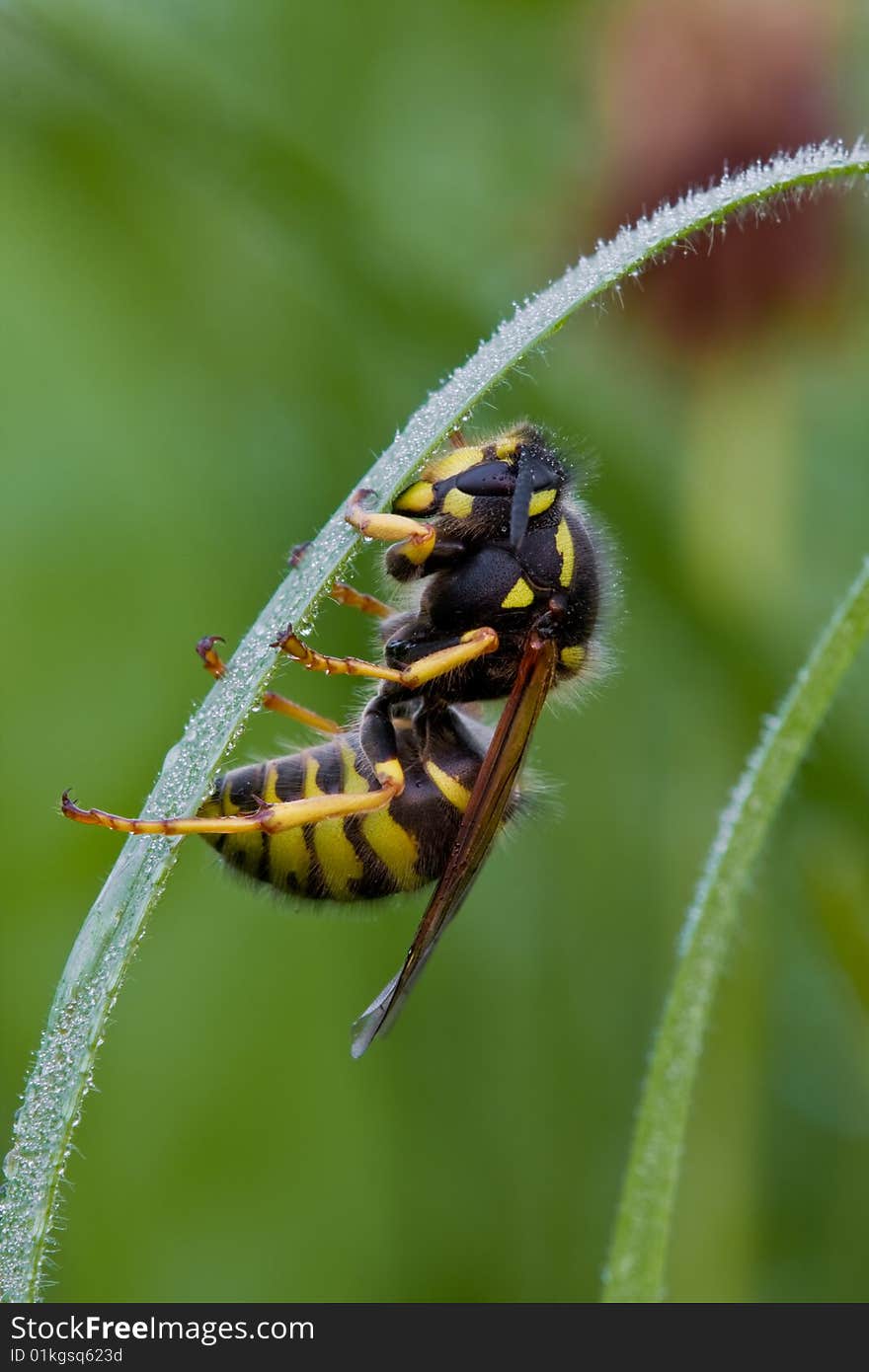 Wasp in the early morning. Wasp in the early morning