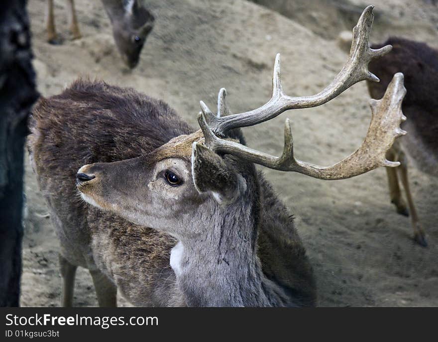 An adult fallow deer is looking around. The Fallow Deer (Dama dama) is a ruminant mammal belonging to the family Cervidae.