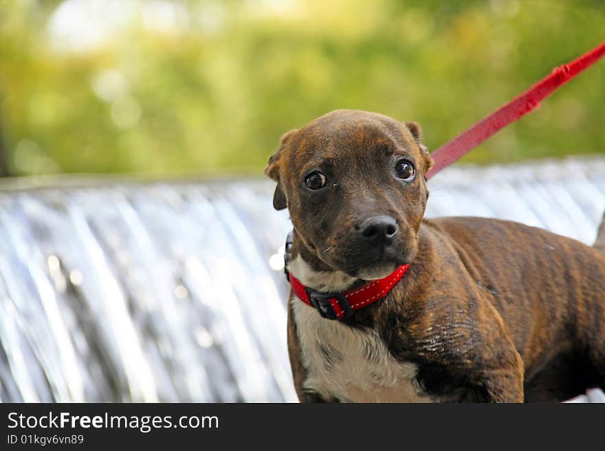 Young brindle Staffordshire Terrier Puppy on a red lead