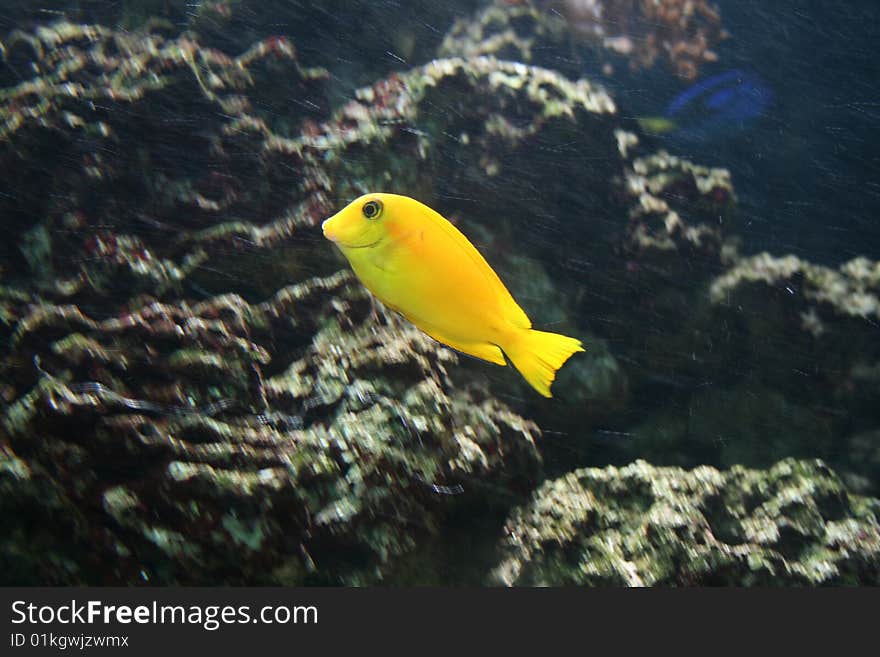 A yellow fish swiming by coral. A yellow fish swiming by coral