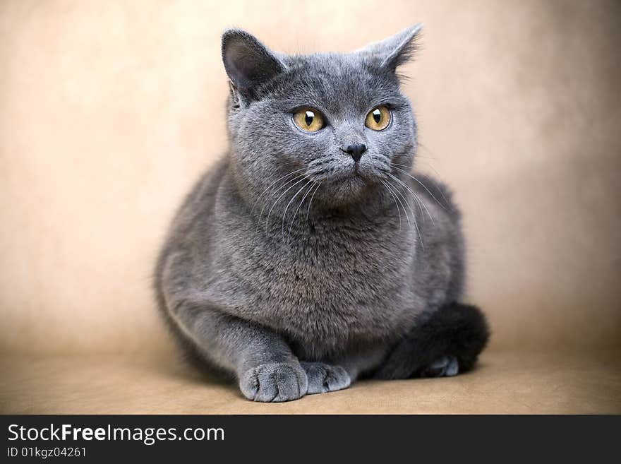 Portrait of a British Shorthaired Cat on a brown background. Studio shot.