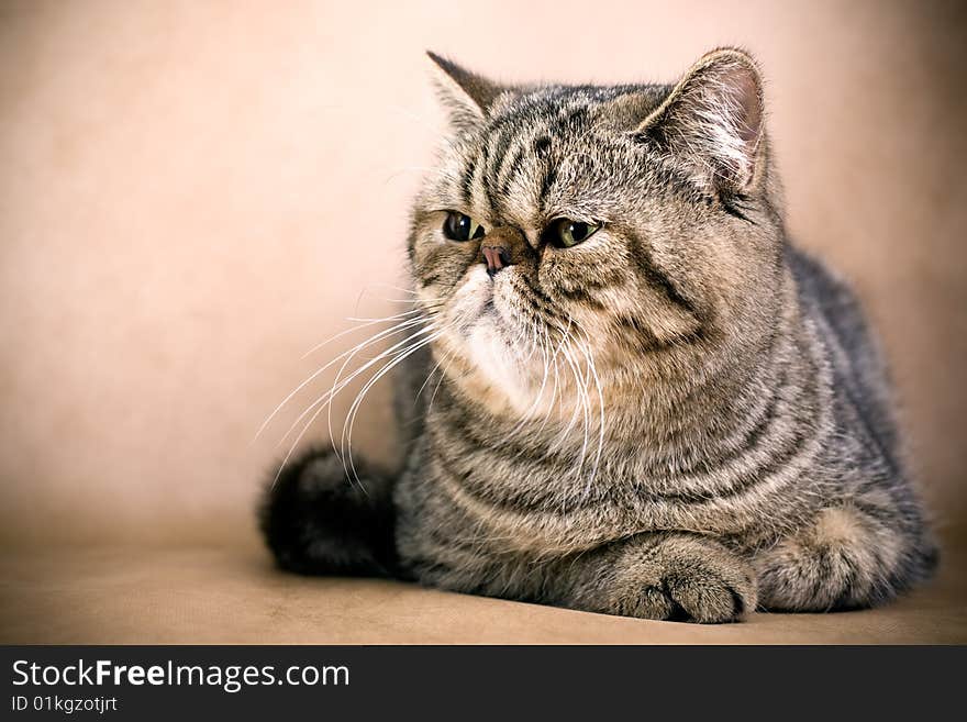 Portrait of a persian cat on a brown background. Studio shot.