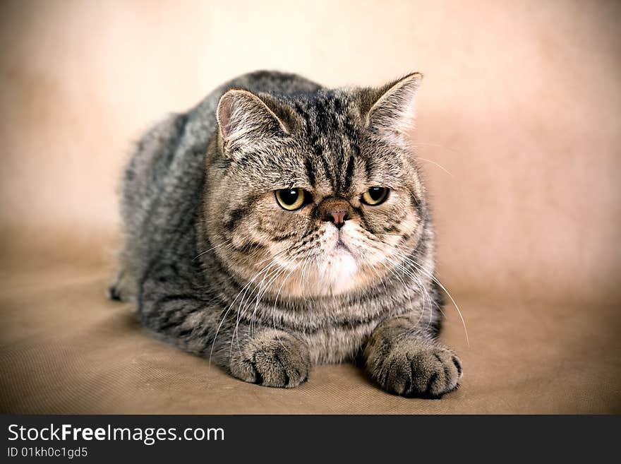 Portrait of a persian cat on a brown background. Studio shot.