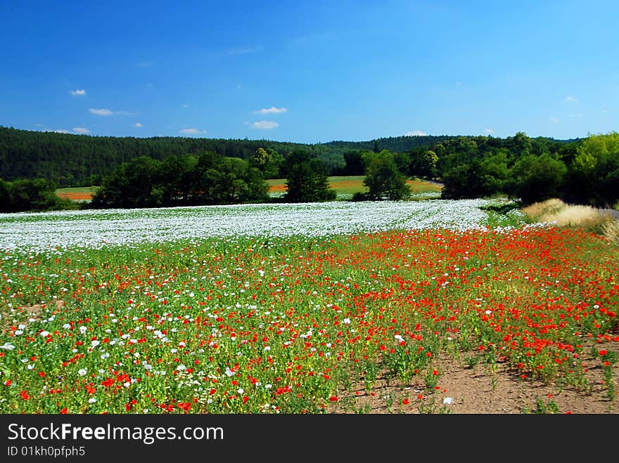 Spring Meadow