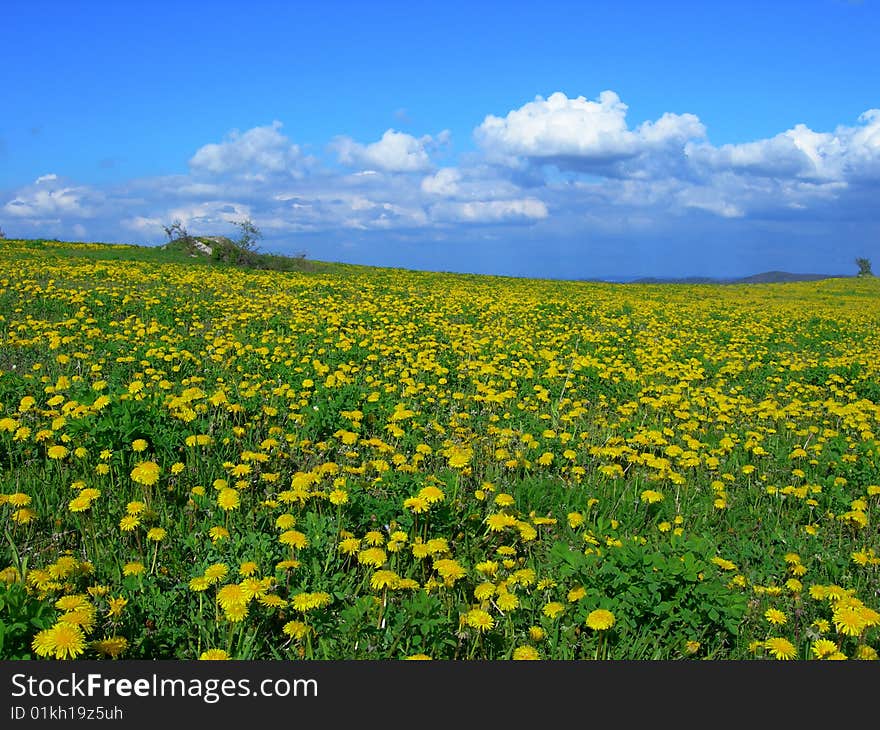 Beautiful spring meadow with blooming yellow dandelions