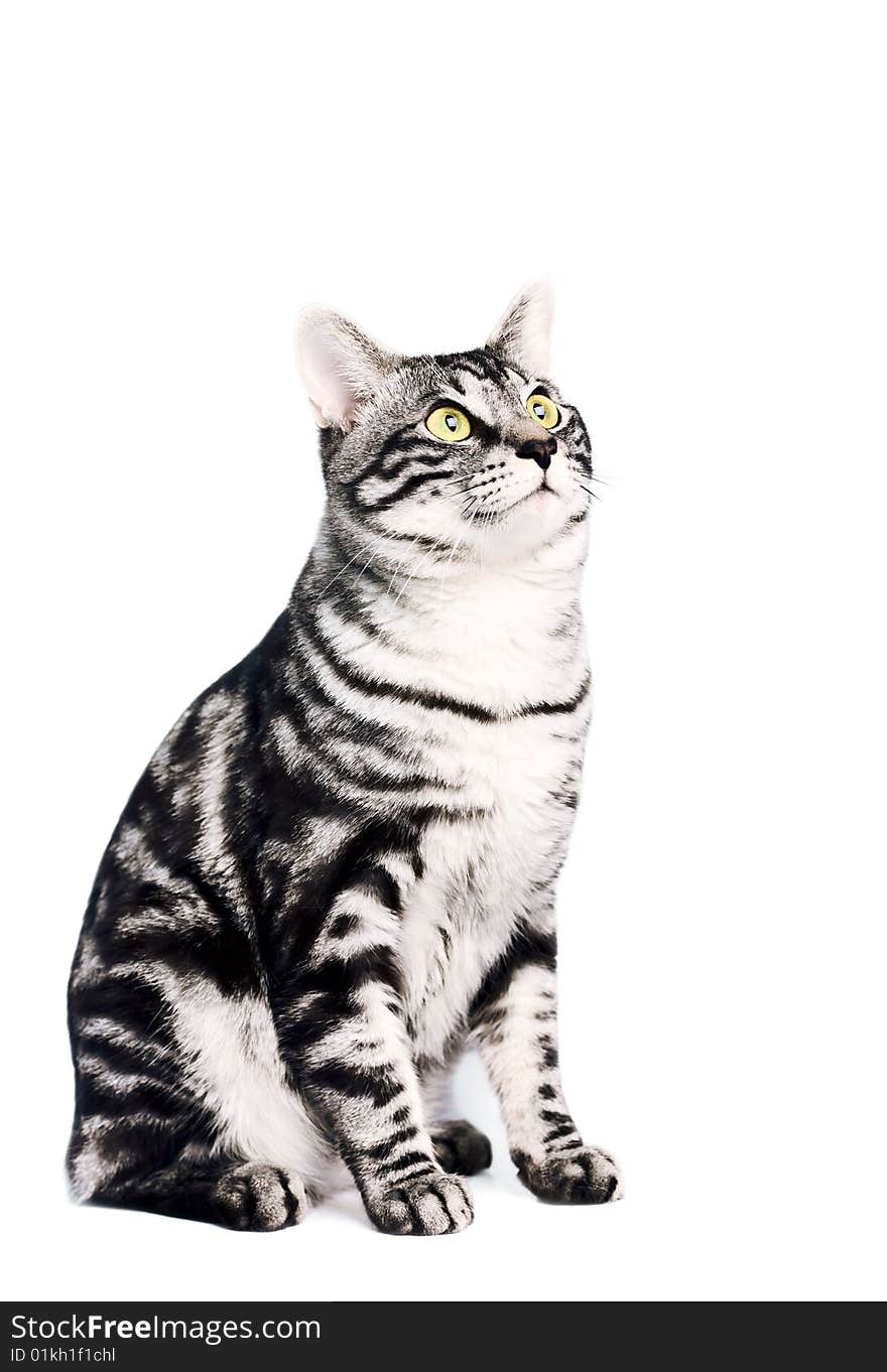 Portrait of a silver tabby blotched Kunashir cat with naturally bobbed tail. Portrait of a silver tabby blotched Kunashir cat with naturally bobbed tail.