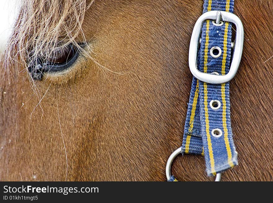 Close-up of horse head with hair and belt on it. Close-up of horse head with hair and belt on it