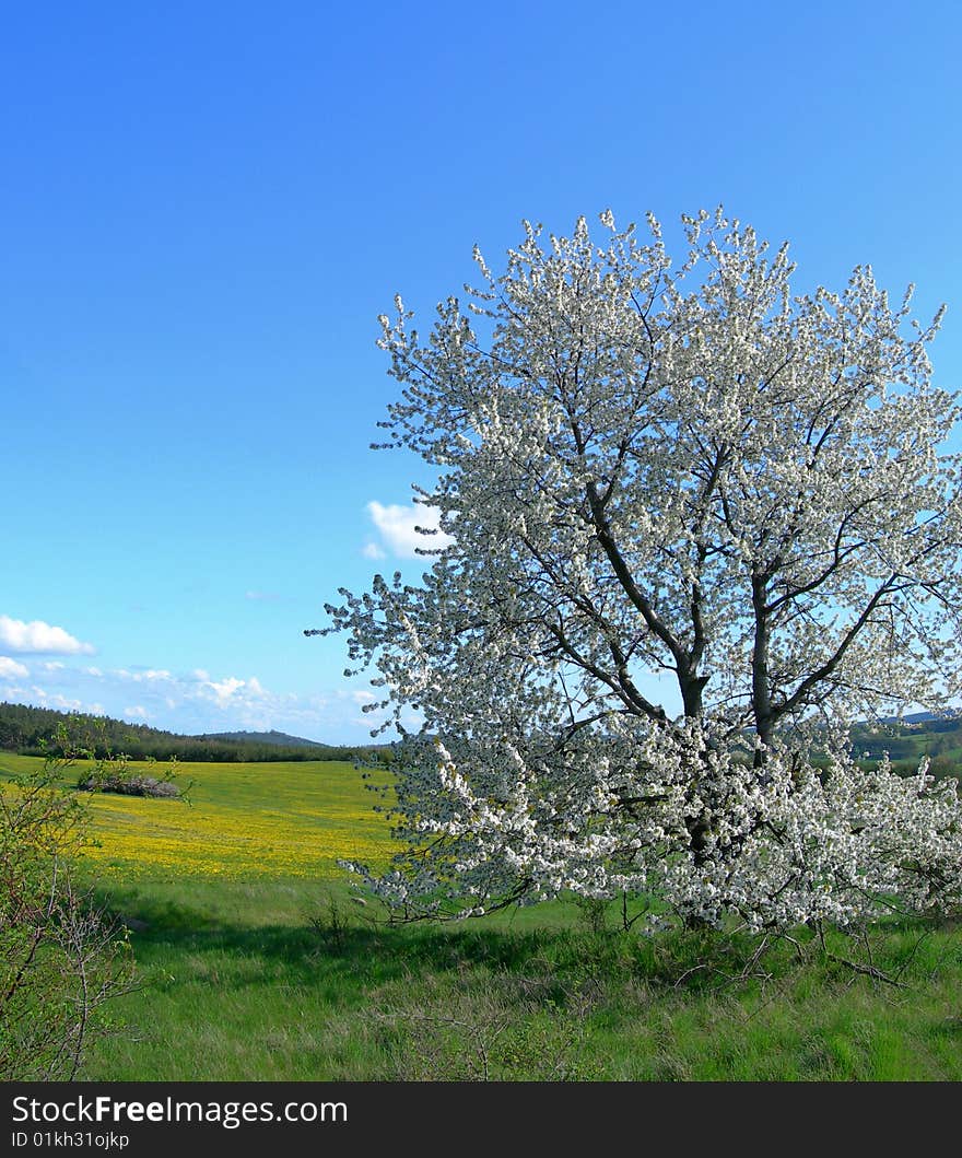 Blooming tree in the middle of a spring meadow