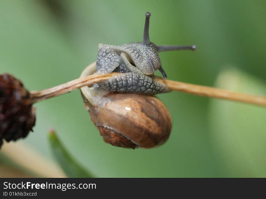 Snail is making gymnastics